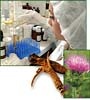 herbs_small_100